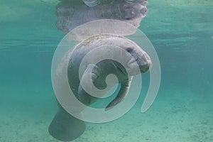 Florida Manatee Underwater