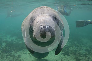 Florida Manatee Underwater with Snorkelers