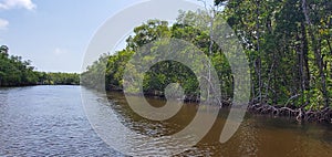 Florida mangroves airboat tour