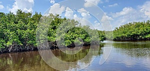 Florida mangroves airboat tour