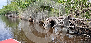 Florida mangroves airboat tour