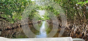 Florida mangroves airboat tour