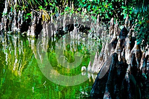 Florida Mangroves at a Public Park near a Lake