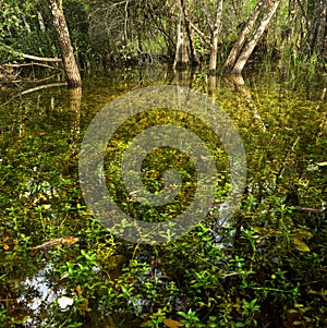 Florida Marsh in Fakahatchee Strand