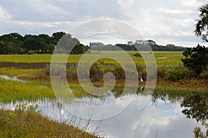 Florida marsh land