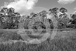 Florida marshlands in black and white photo