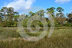 Florida marshlands photo