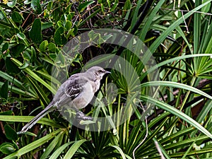 Florida Mockingbird in a Palmetto Bush