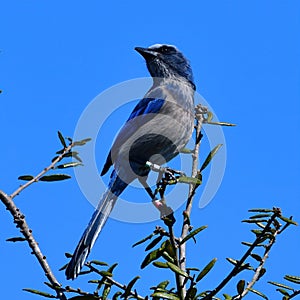Florida native and federally protected Florida scrub jay perched at the top of a scrub oak tree with bright blue sky background photo