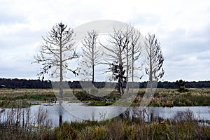 Florida Natural Wetlands Preserves