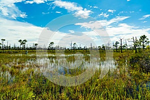 Florida Nature Preserve