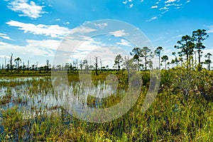 Florida Nature Preserve