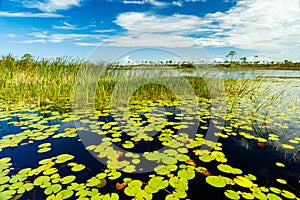 Florida Nature Preserve