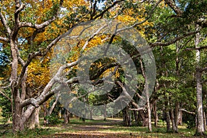 Florida Oak Forest