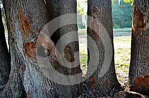 Florida Oak Trees Chewed On By A Horse