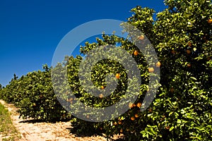 Florida orange grove photo