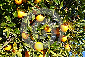 Florida Orange Grove Background