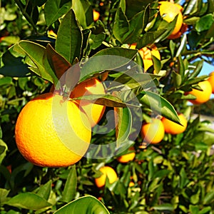 Florida Orange Grove Background