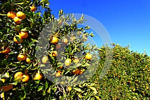 Florida Orange Grove Background