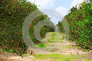 Florida orange grove with ripe oranges photo