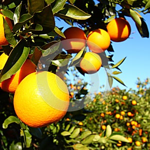 Florida Orange Groves Landscape
