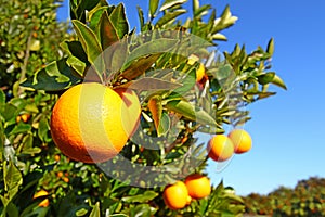 Florida Orange Groves Landscape photo