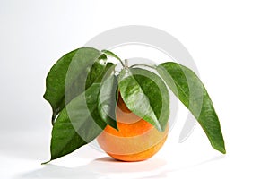 Florida Orange With Leaves Attached