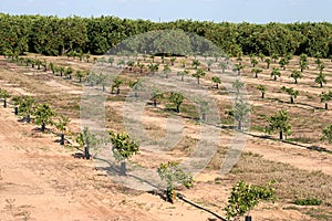 Florida Orange Production