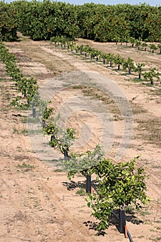 Florida Orange Seedlings