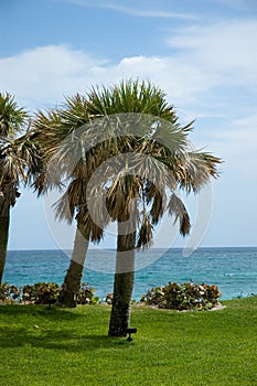 Florida Palm Tree