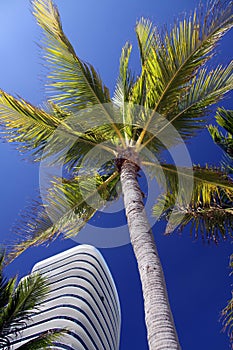Florida Palm Tree and Condo photo