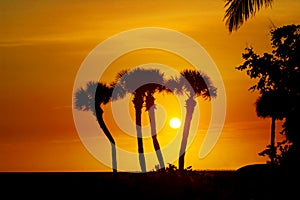 Florida Palm tree sihouettes photo