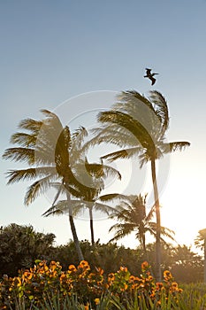 Florida palm trees in the sunset with a soaring pelican above