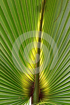 Florida Palmetto Background