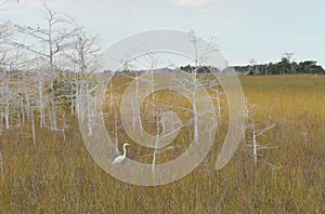 Florida- Panoramic Landscape of the Dried Up Wetlands in the Everglades National Park With Great Egret