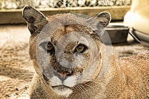 Florida Panther