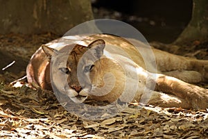 Florida Panther photo