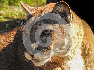 Florida Panther Close-up