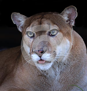 Florida panther close up black background