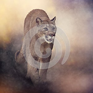 Florida panther or cougar painting photo