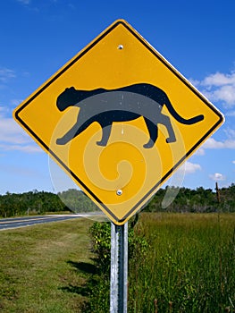 Florida Panther Crossing