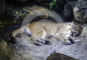 Florida Panther