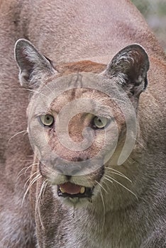 Florida Panther Eyes Drooling Stalking