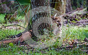 Florida panther hides behind tree, resting