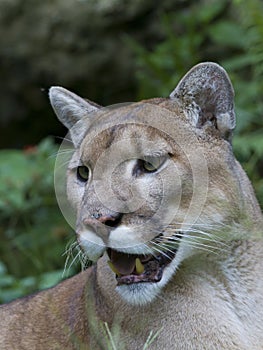 Florida panther - puma concolor