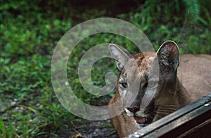 Florida panther Puma concolor coryi leans against a window