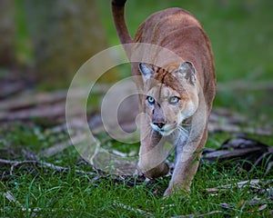 Florida Panther, puma, or cougar, walks through the brush as it stalks its prey