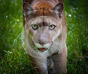 Florida panther stares at camera