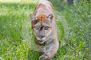 Florida Panther walks through high grass