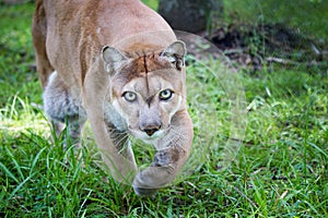 Florida panther walks through high grass with green eyes